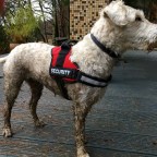 Laufen mit Hund (Westerwald)