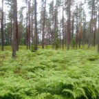 061 Treimani – Häädemeeste