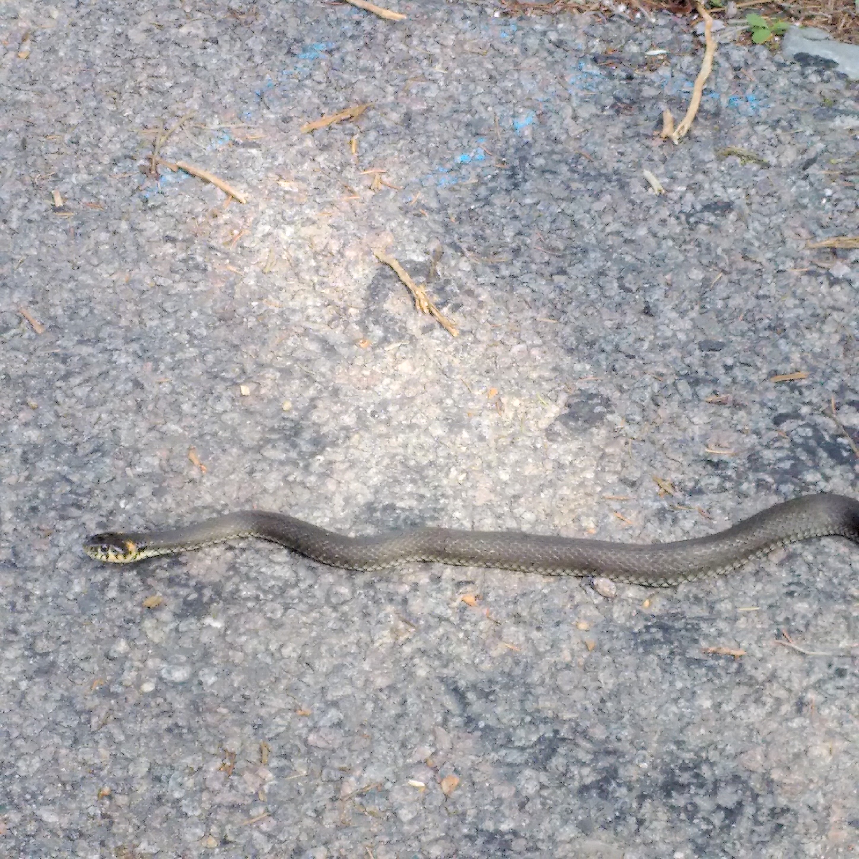 IMG_20170704_151740_edit