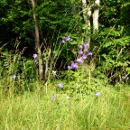 074 Kuressaare – Salme – Kargi (Sörve)