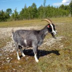 076 Kargi – Läätsa – Järve (Saaremaa)