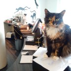 097 Tallinn – deine Katzen und Kirchen