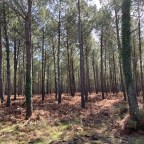 34 Algarve Bretagne von Capbreton nach La Teste de Buch